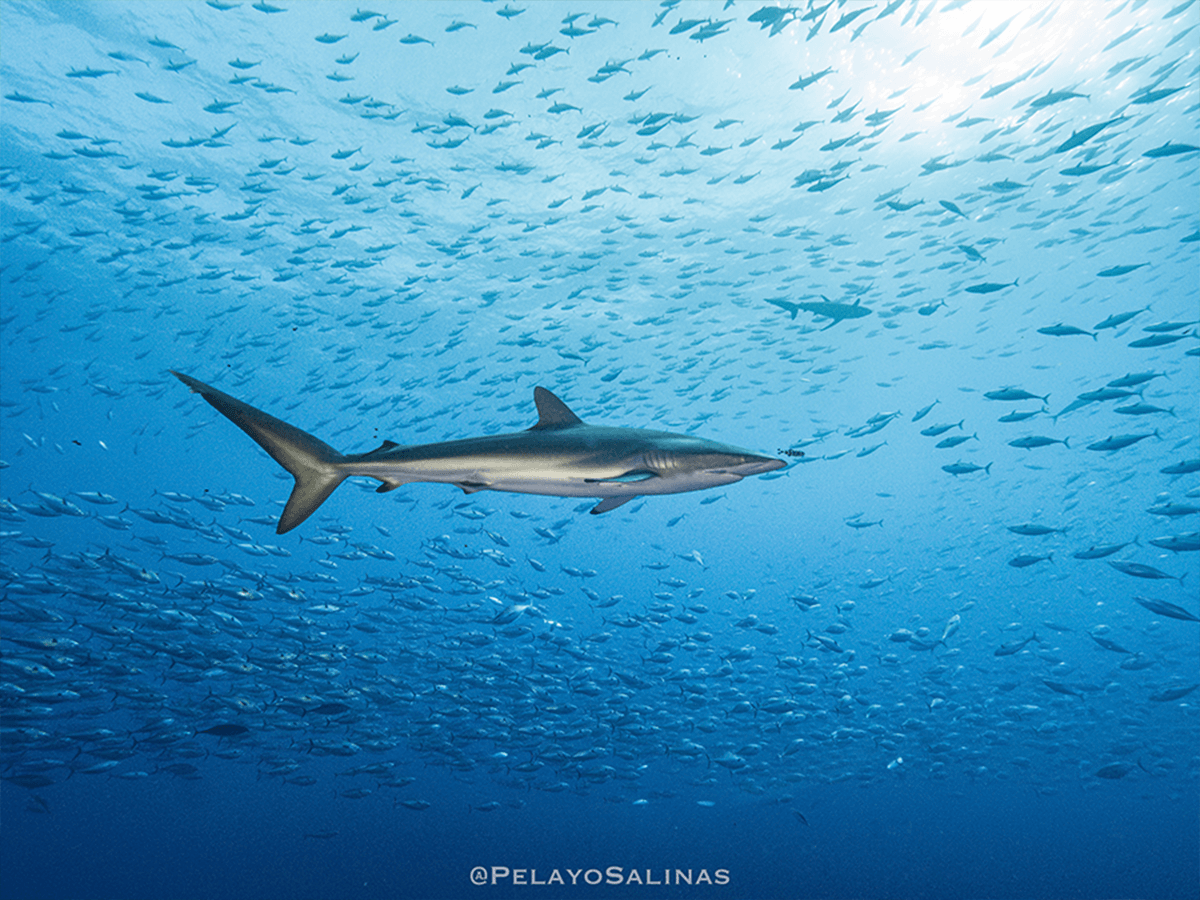 WEB El viaje del tiburón sedoso
