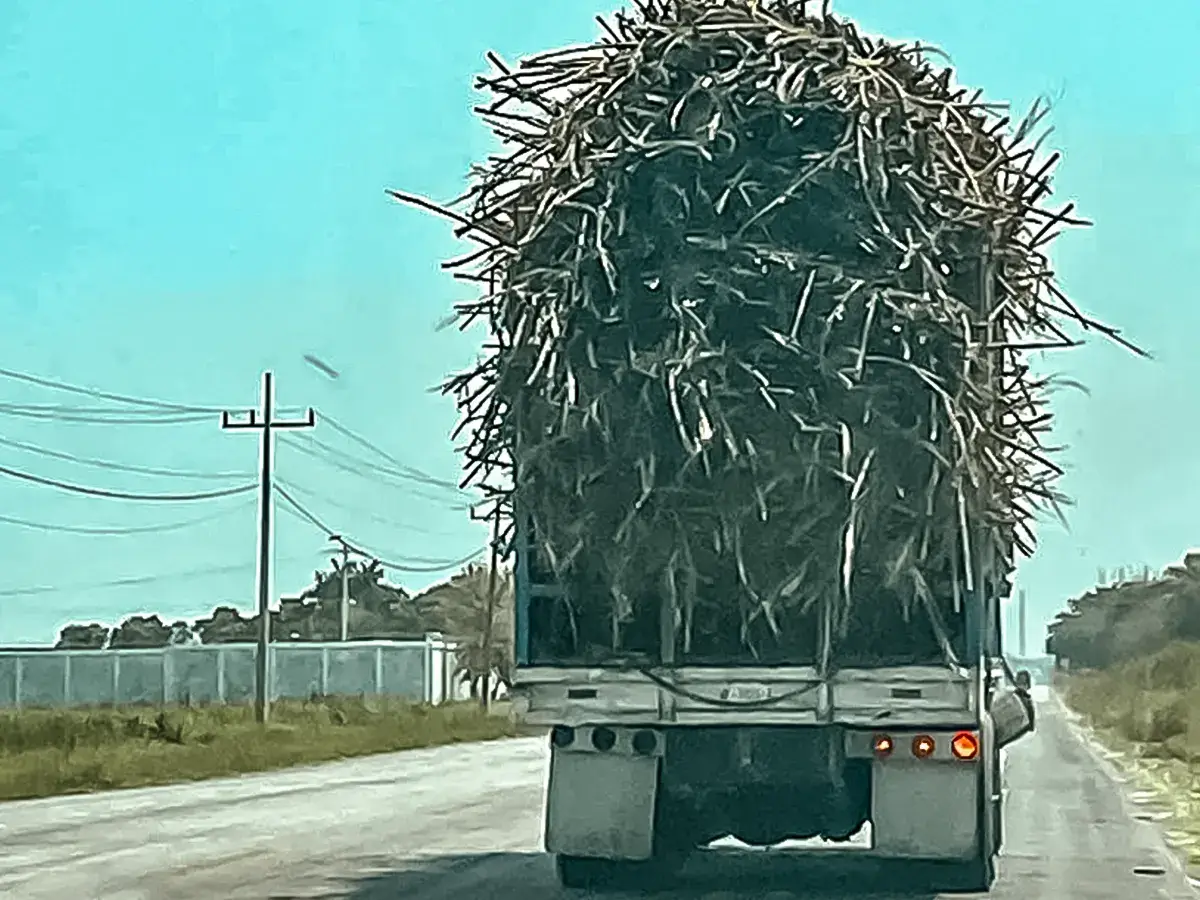 La ruta del azúcar de Milagro