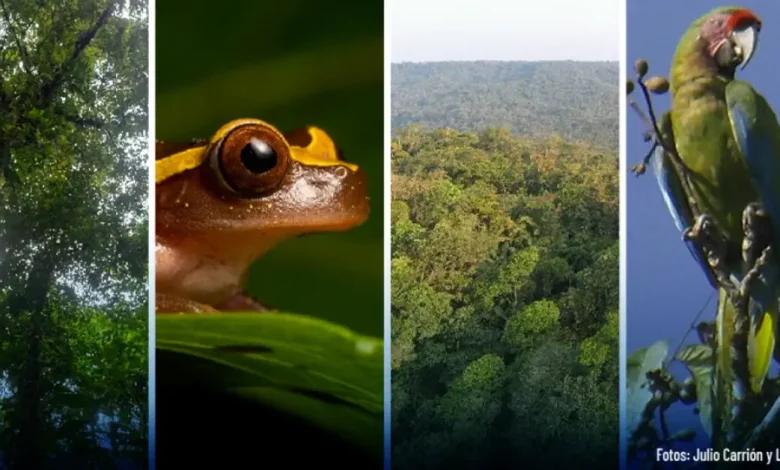 Flora y fauna de Río Anzu