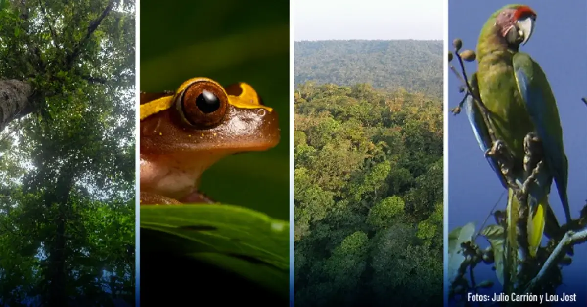 Flora y fauna de Río Anzu